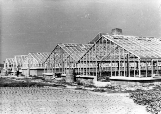 Gewächshäuser Auschwitz; Quelle YV AS 157/130